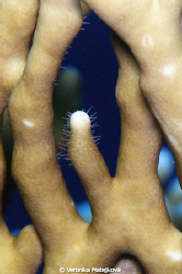 Olympus C 8080
..hair coral..:) by Veronika Matějková 